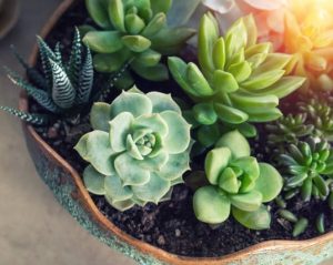 The Best Soil To Use for Succulent Plants
