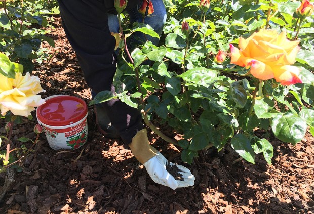 How to Fertilize Rose Plants?