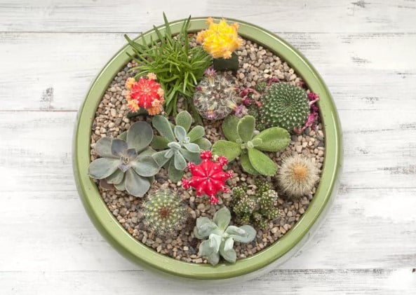 How to Plant a Succulent in a Pot?