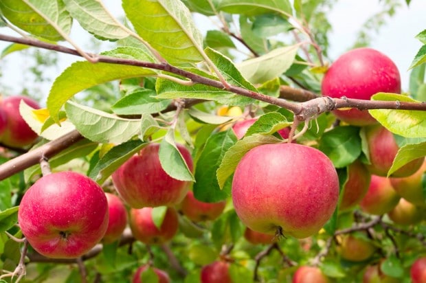 The Best Fertilizer For Fruit Trees in 2022 - Fertilizing Guides