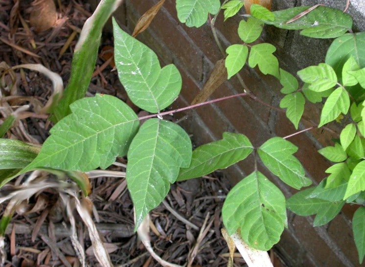 When is the Best Time to Kill Poison Ivy?