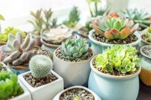 Best Pots for Succulents