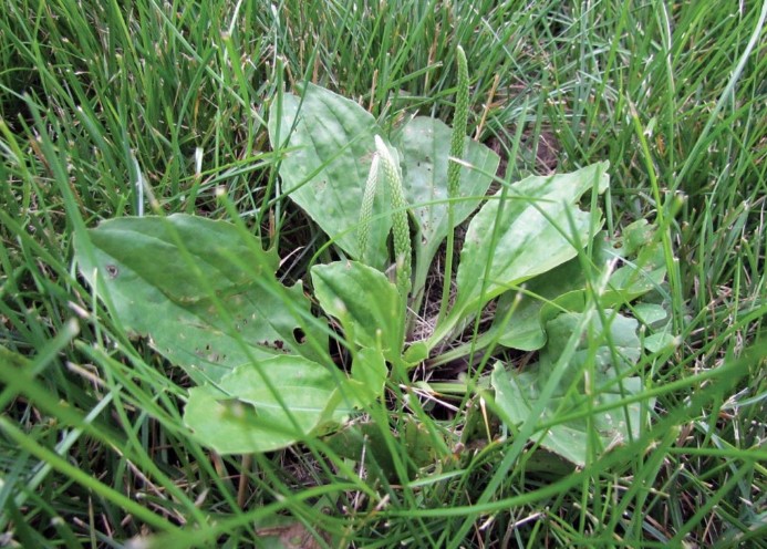 The Best Broadleaf Weed Killer For Lawns & Safe For Grass