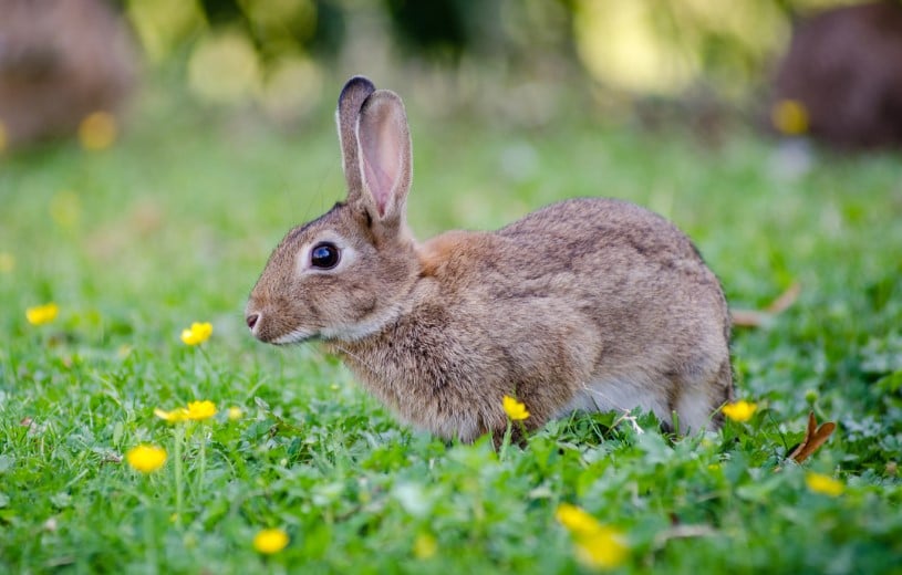 The Best Rabbit Repellent Options For Your Gardens & Lawns