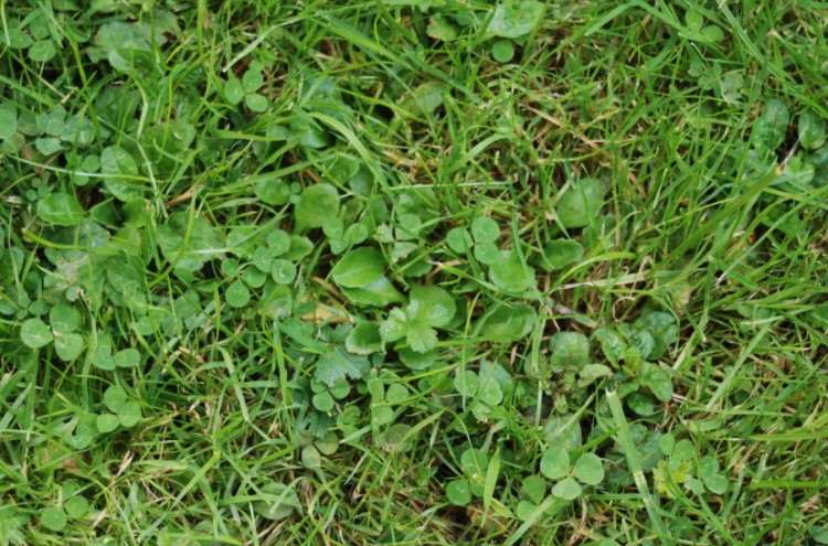 How to Get Rid of Weeds Without Killing Grass?