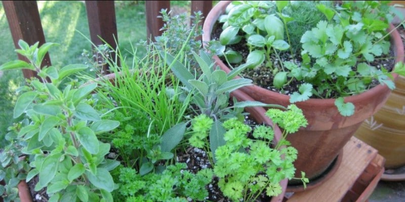 Herbs That Grow Well Together in the Same Pots and Containers