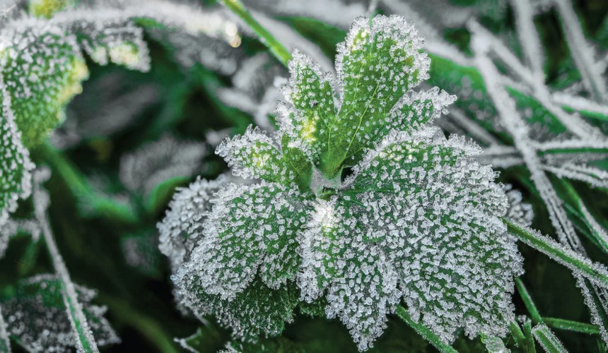 How to Protect Plants from Frost Damage