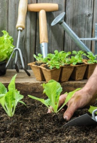 Organic Soil Amendments For Your Vegetable Garden