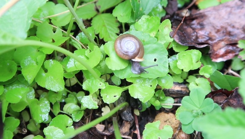 How to Get Rid of Snails in Your Garden?