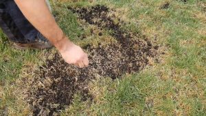 How to Plant Grass Seed on Existing Lawn