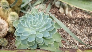 Soil Requirements for Succulents