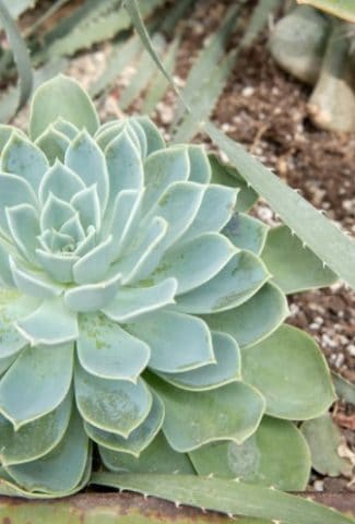 What Kind of Soil to Use for Succulents?
