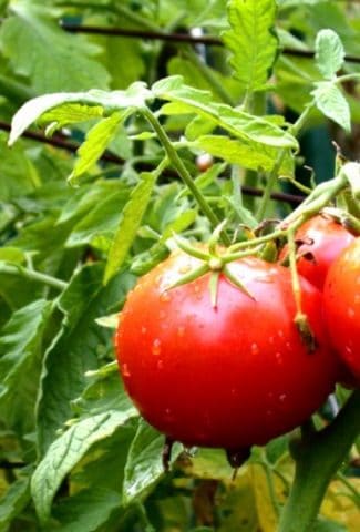 Watering Tomato Plants: When, How Much, How Often & Pro Tips