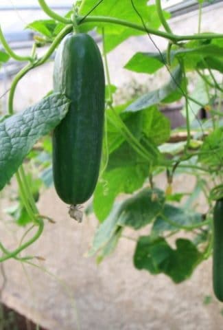 How to Grow Cucumbers From Seeds