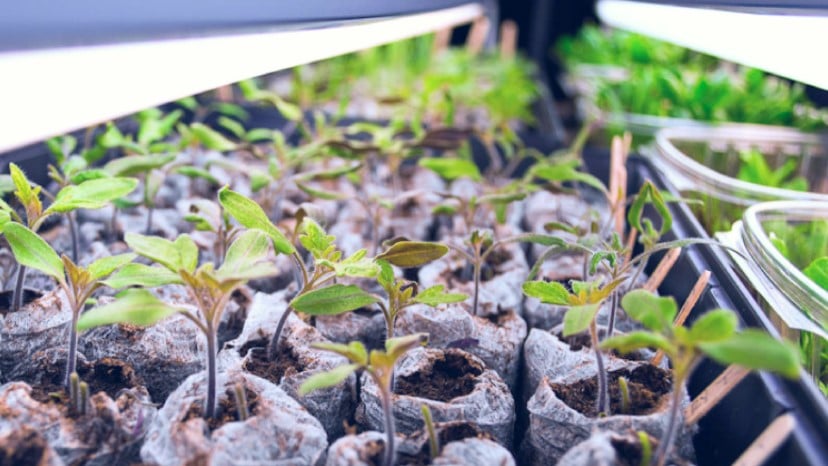 Grow lights for seedlings