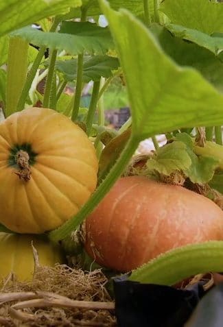 How Long Does it Take to Grow Pumpkins?