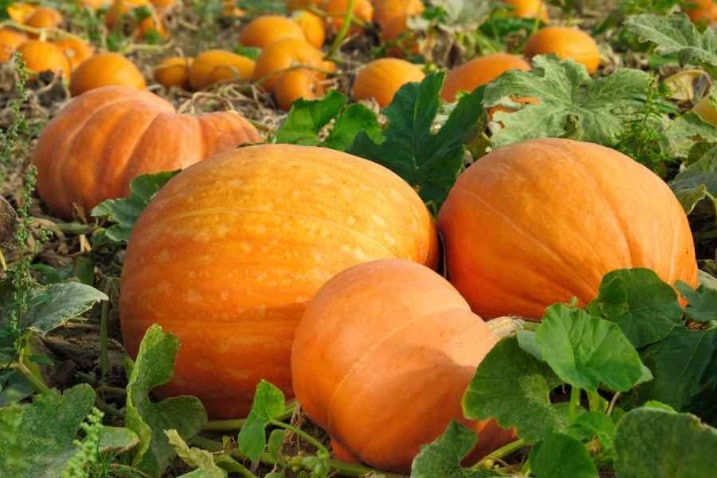 Harvesting Pumpkins