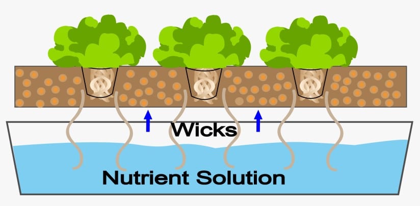 Hydroponic nutrients