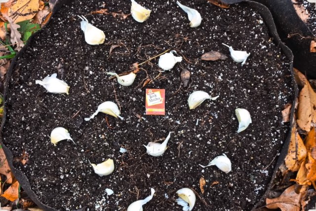 Add seeds to grow bag