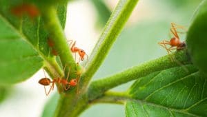 How to Get Rid of Ants in Garden Without Killing Plants