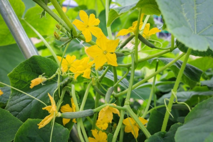 How to Increase Female Flowers in Cucumber Plants