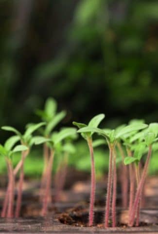 9 Reasons Why Are My Seedlings Growing So Slow