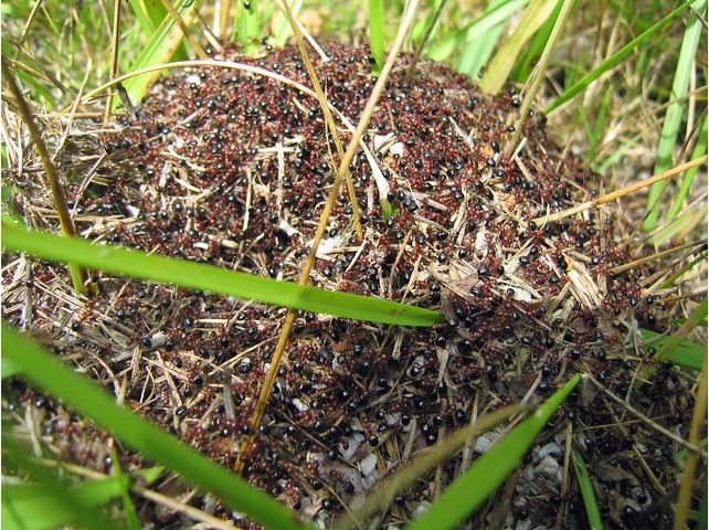 Ants nest in garden