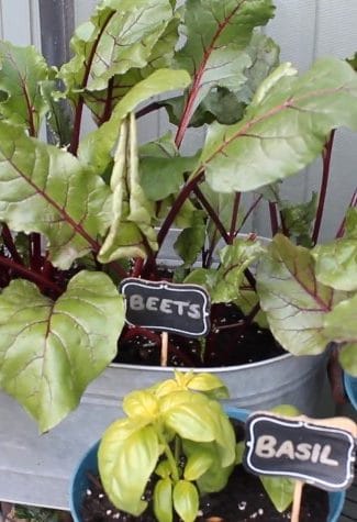 How to Grow Beets in Containers
