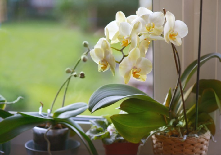 9 Easy Ways How to Care for Orchids Indoors