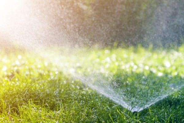 Best Time to Water Lawn in Hot Weather
