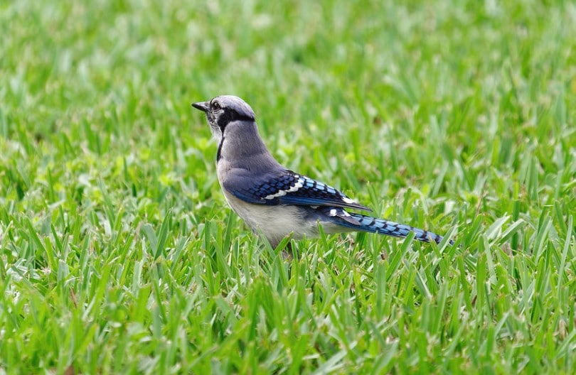 How to Keep Birds from Eating Grass Seed