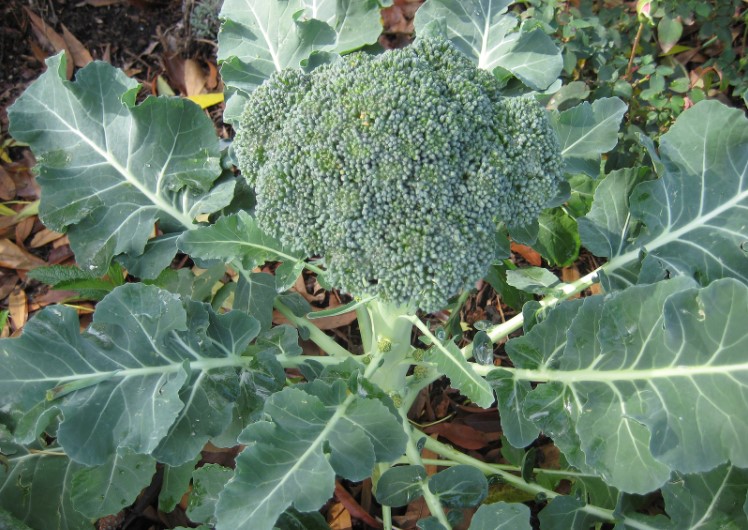 broccoli take long grow does plant
