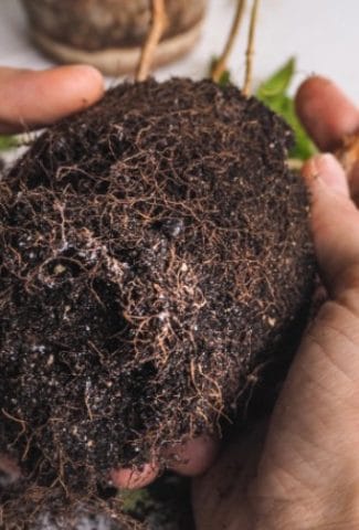 Treating Root Rot with Hydrogen Peroxide