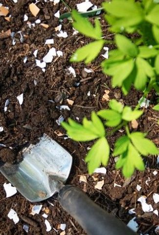 How to Use Eggshells in the Garden?