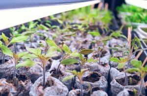 How Much Light Do Seedlings Need?
