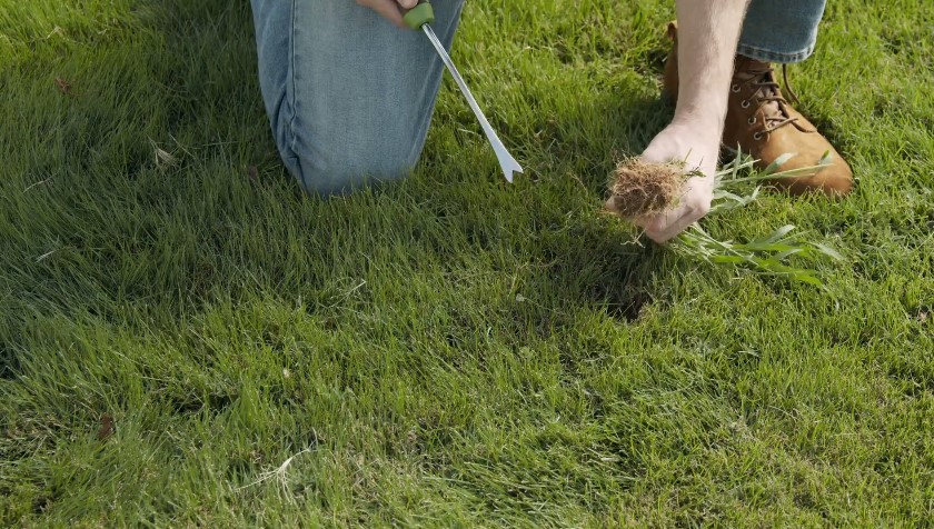 How to Get Rid of Crabgrass without Chemicals