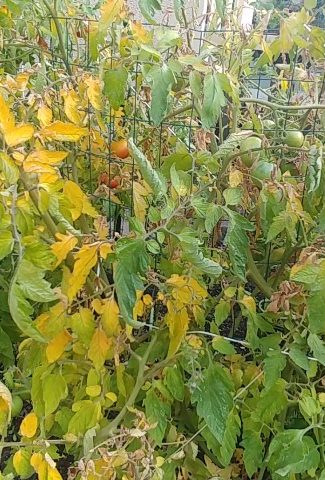 Why Are the Leaves on My Tomato Plants Turning Yellow?