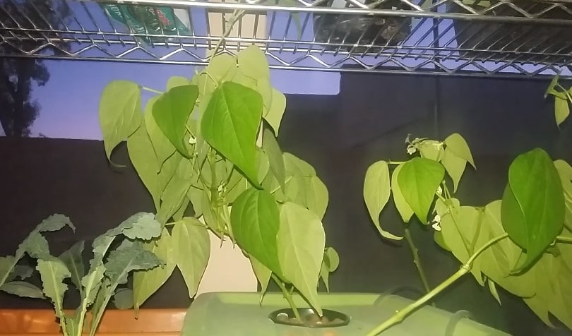 beans hydroponics