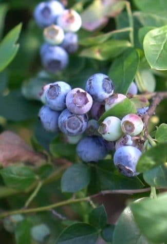 How to Fertilize Blueberry Plants?