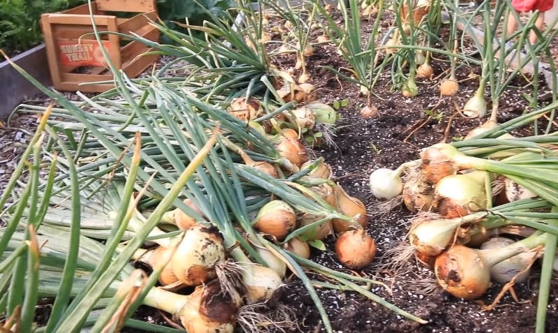Harvesting onions