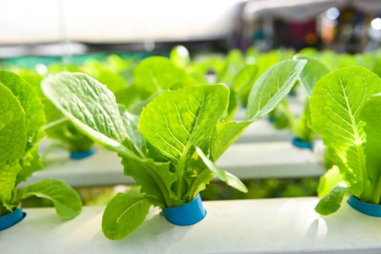 hydroponic lettuce