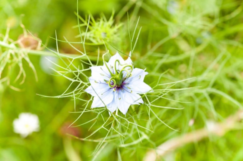 Nigella flower