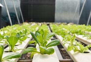 Top 10 Fast-Growing Hydroponic Plants