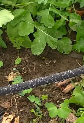 Soaker Hose Vs Drip Irrigation: Which is Better?