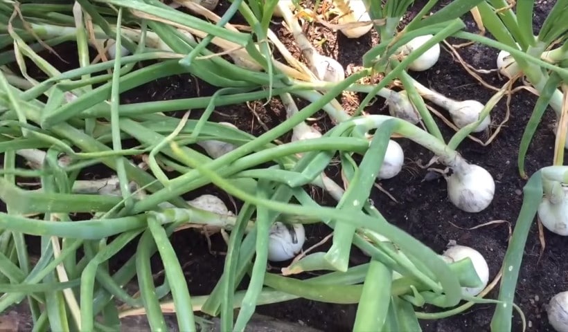 How do you know when onions are ready to harvest?