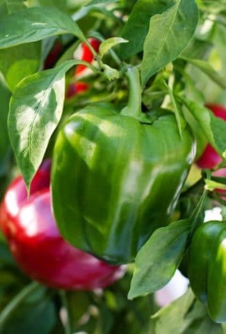How Long Does It Take for Bell Peppers to Grow?