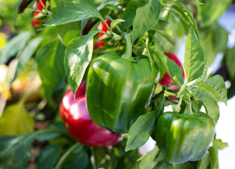 How Long Does It Take for Bell Peppers to Grow?