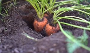 How many carrot seeds to plant per hole?
