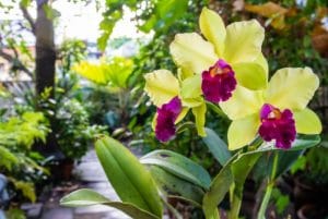 Can I Use Orchid Fertilizer on Other Plants?