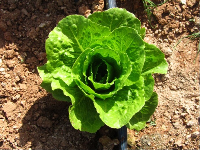 How much sun does lettuce need to grow?